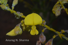 Crotalaria pulchra